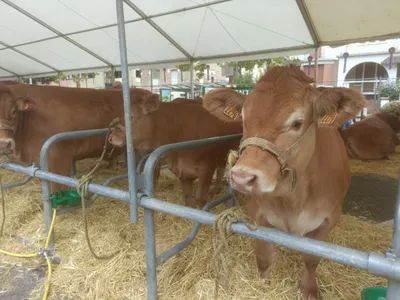 Brive : une ferme installée en cœur de ville