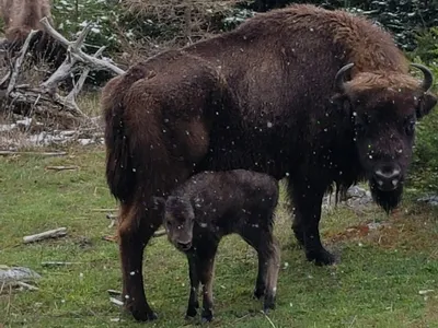Un nouveau-né à la réserve des bisons d'Europe