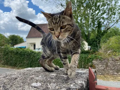 Y’a-t-il plus de chats errants que de nouveaux habitants à Varaire ?