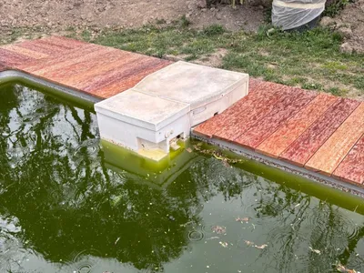 Chaleur : que faire quand votre piscine tourne au vert ?