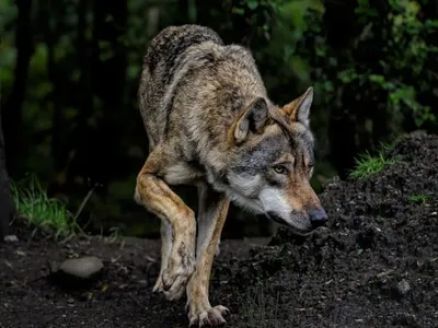 Un loup a été prélevé en Lozère