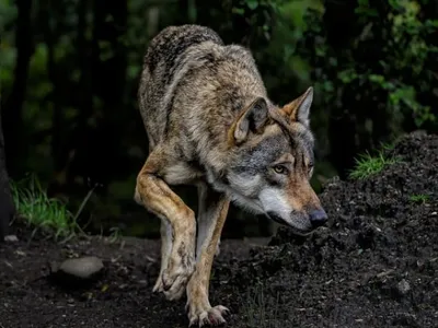 INFO TOTEM -  5ème attaque de loup en 2 mois pour un éleveur de brebis