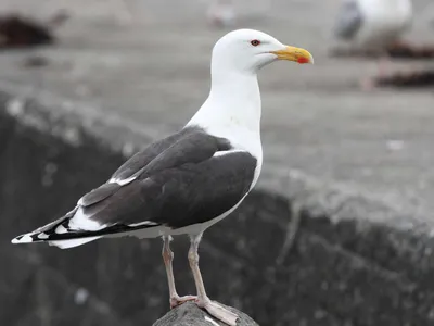 Goélands en Bretagne : l’illusion d’une invasion, la réalité d’un...