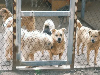 SPA : les refuges de l'Ouest sont surchargés, les abandons augmentent