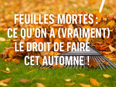 Feuilles mortes : ce qu’on a (vraiment) le droit de faire cet...