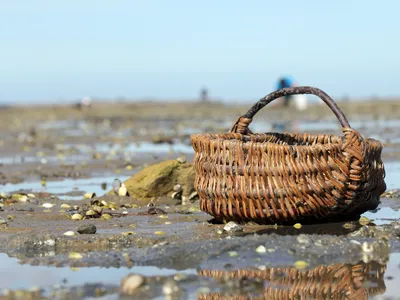 Loire-Atlantique : la pêche à pied interdite sur tout le littoral