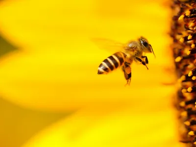 Méduses, guêpes, abeilles, frelons ou bourdons, que faire en cas de...