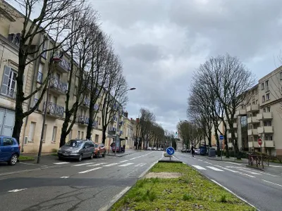 Avenue Bollée au Mans : pourquoi veut-on abattre les arbres ?