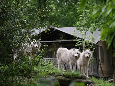 Gagnez votre séjour au Cerza Safari Lodge !