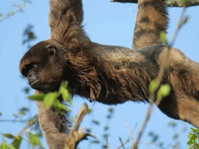 Gagnez vos entrées pour la Vallée des Singes !