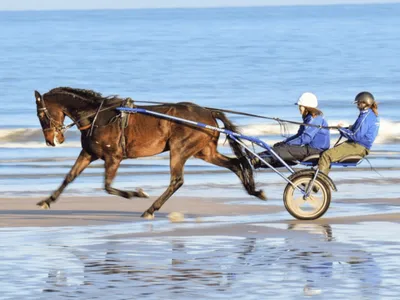 Gagnez votre baptême en Sulky à l'occasion des Estivales de Cabourg !