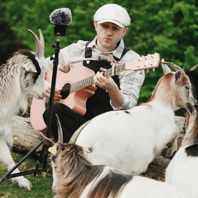 Au parc de Branféré, les animaux à l'écoute de la musique