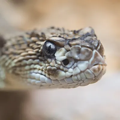 Cléopâtre a disparu : un python royal dans la nature en...
