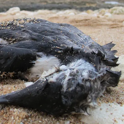 Oiseaux morts sur les plages : que faire ? 