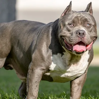 Loire-Atlantique : une femme enceinte de 7 mois attaquée par son chien