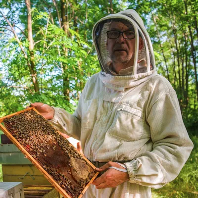 Faut-il réautoriser les pesticides toxiques pour les abeilles ?