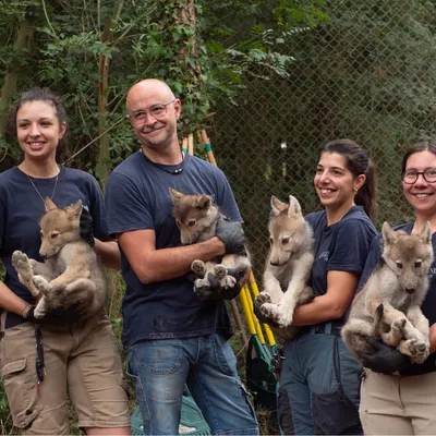 Près de Nantes, 6 louveteaux se font vacciner à Legendia Parc 