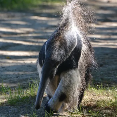 "On a six nouvelles espèces", entre les nouveaux animaux et les...