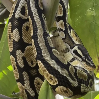 Charente-Maritime : un python s'échappe d'une maison, sa...