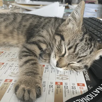 La Rochelle : Cheops, le chaton policier adopté pour apaiser les...