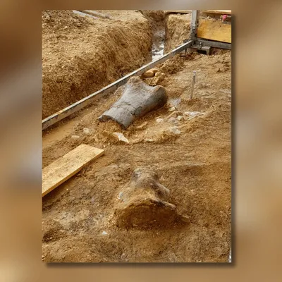 Des os de dinosaures géants découverts en Charente