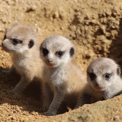 Planète Sauvage : le parc accueille 4 bébés suricates 