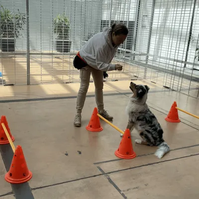 La Rochelle : une crèche pour les chiens pendant l'été !