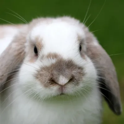 Donneriez-vous votre animal de compagnie à manger aux tigres ?