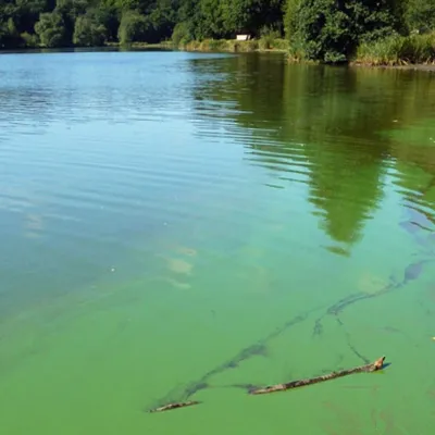 Cyanobactéries : ces microalgues qui ferment nos plans d’eau