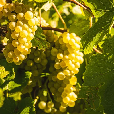 Crise du cognac : 27 emplois supprimés chez Courvoisier