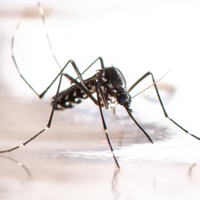 Un premier cas de chikungunya 100% girondin