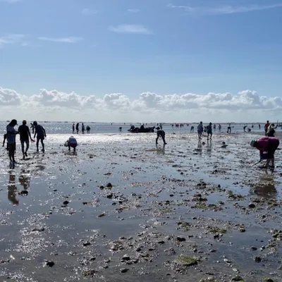 Pêche à pied : tout ce que vous devez savoir