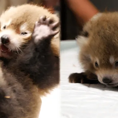 Naissance de pandas roux au Parc du Reynou