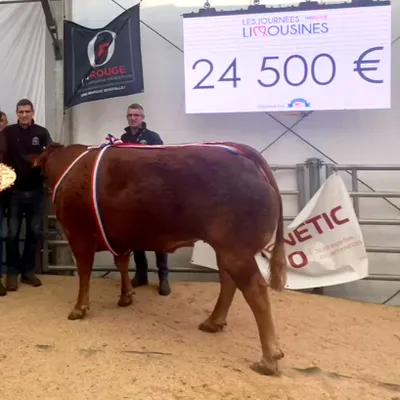 Une vache vendue 24.500 euros aux enchères