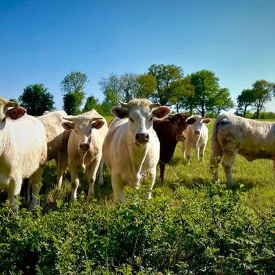Un cas de "vache folle" au Pays-Bas