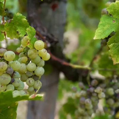 Saumur : trois étoiles pour un domaine viticole de Loire
