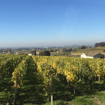 Vendanges : production en baisse pour 2024