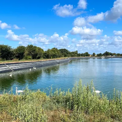 Vendée : des cygnes morts repêchés à Jard-sur-Mer