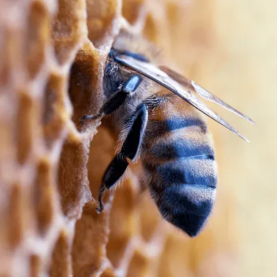 Centre-Val de Loire : la production de miel en chute libre