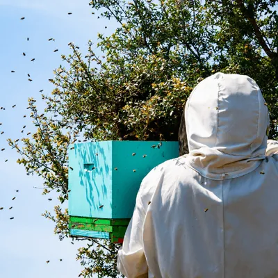 Vendée : un apiculteur attaqué par un essaim d'abeilles