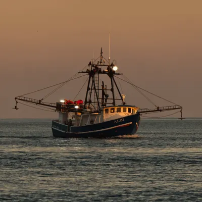 L’éolien en mer et la pêche peuvent cohabiter selon une vaste étude...