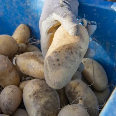 La ville de Limoges distribue plusieurs tonnes de pommes de terre