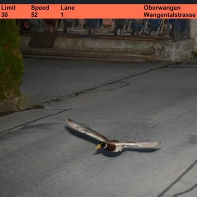 Suisse : un canard flashé en excès de vitesse !