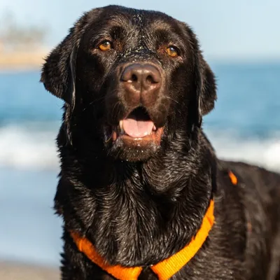 Saint-Nazaire : 6 plages ne sont plus autorisées aux chiens