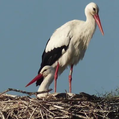 Vendée : ces oiseaux qui n’auraient jamais dû s’installer ici