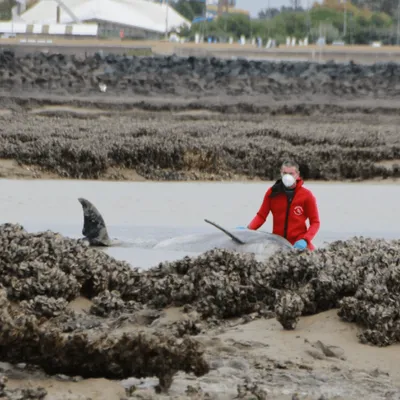 Ile de Ré :  18 dauphins échoués et secourus