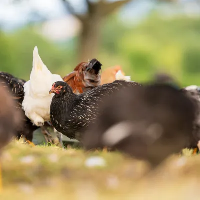 Maître CoQ et Le Gaulois mettent fin aux élevages intensifs