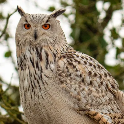 Loire-Atlantique : disparu depuis 1 semaine, le hibou de Legendia...