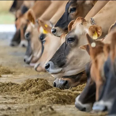 Ils ne veulent pas d’une ferme-usine
