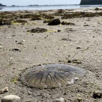 Les méduses de retour par centaines sur les plages de l'Atlantique